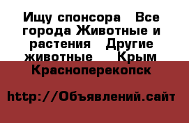 Ищу спонсора - Все города Животные и растения » Другие животные   . Крым,Красноперекопск